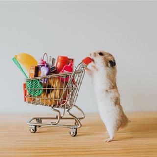 حیوانات خانگی