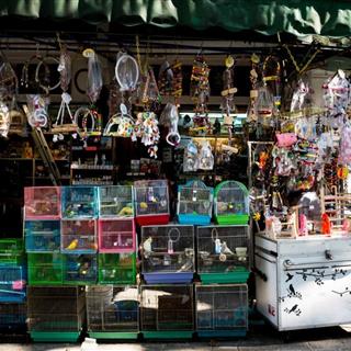 حیوانات خانگی