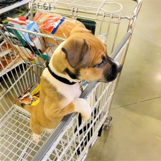 حیوانات خانگی