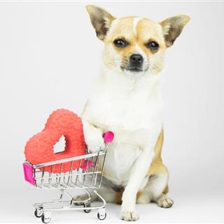 حیوانات خانگی