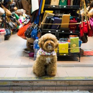 حیوانات خانگی