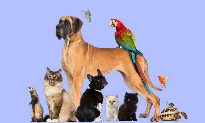 حیوان خانگی مناسب برای بچه‌ها