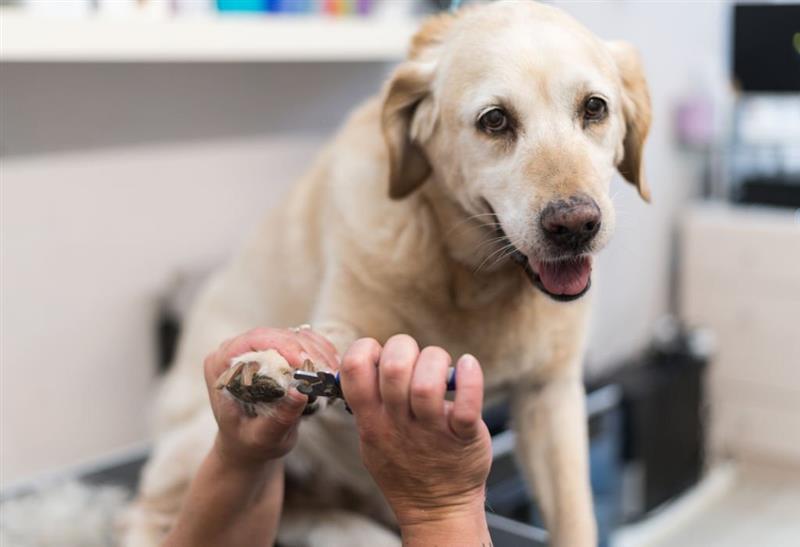 طراحی سایت دامپزشکی